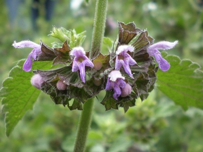 Black Horehound