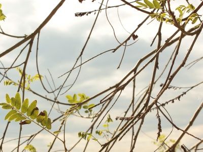 Black Locust