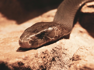 Black Mamba