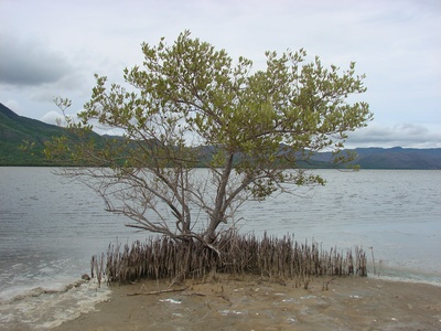 Black mangrove