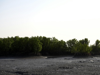Black Mangrove