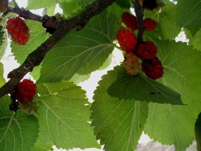 Black Mulberry