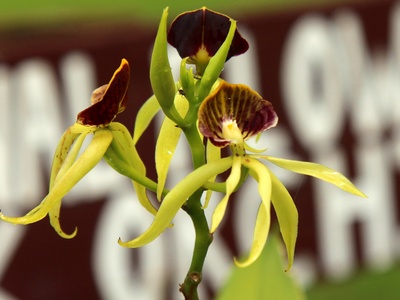 Black Orchid