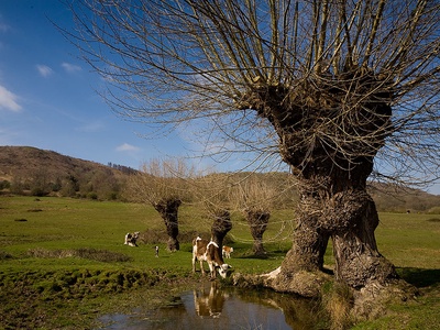 Black Poplar