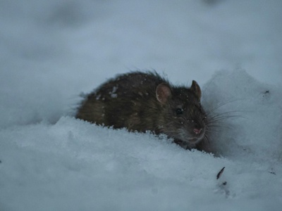 Black Rat