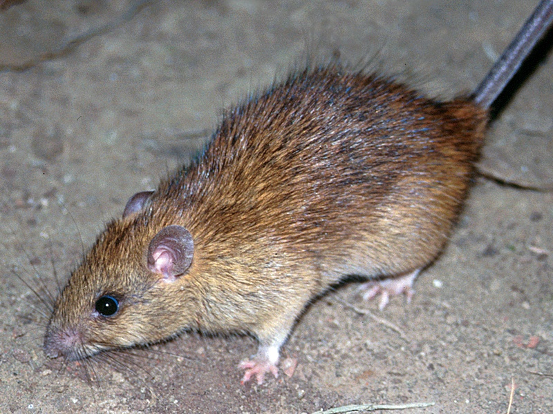 Animals of Antigua and Barbuda: The Complete List - Flora Fauna Fun