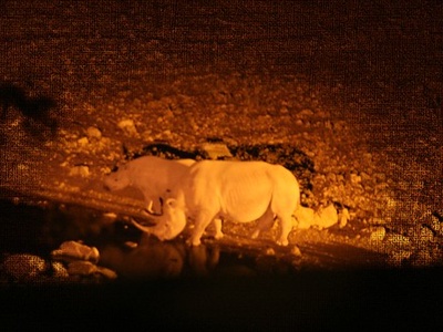 Black Rhino