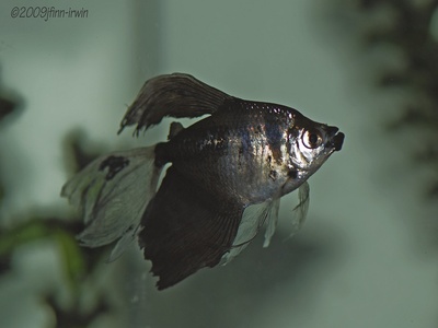 Black Skirt Tetra