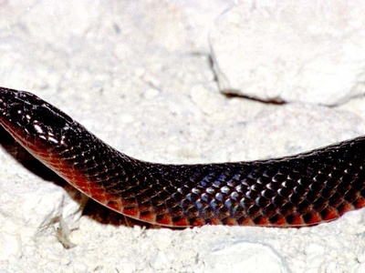 Black Swamp Snake