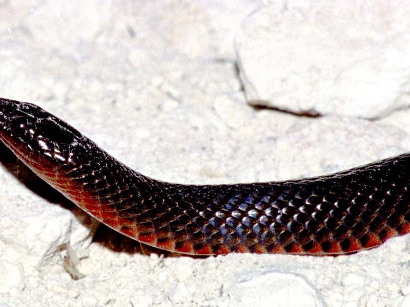 List of Wetland Snakes - Flora Fauna Fun