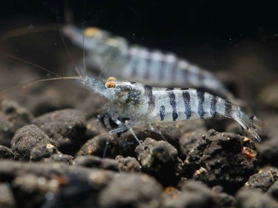 Black tiger shrimp
