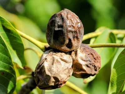 Black walnut