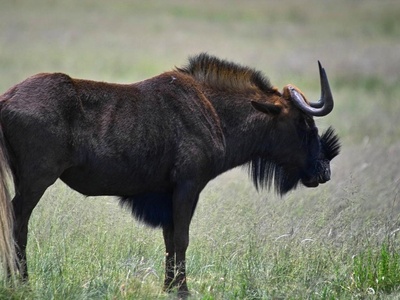 Black wildebeest