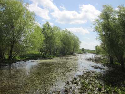 Black willow