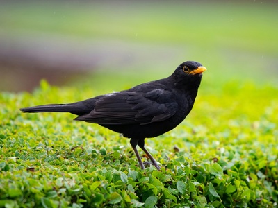 Blackbird