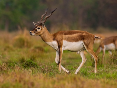 Blackbuck