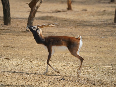 Blackbuck