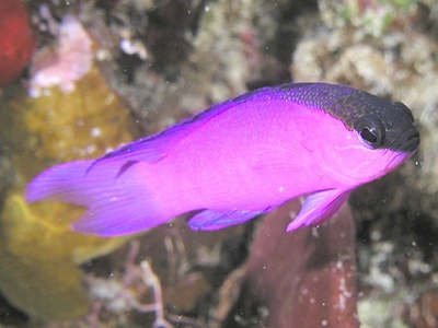 Blackcap Basslet