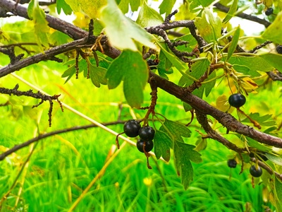 Blackcurrant (grosellero negro)