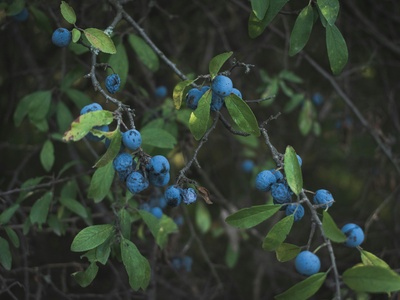 Blackthorn