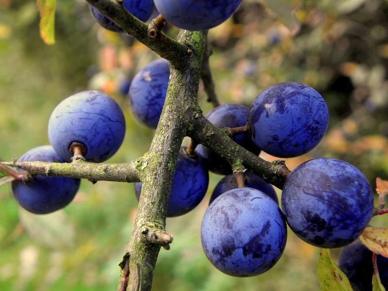 France's Native Plants: The Complete List - Flora Fauna Fun