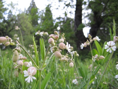 Bladder Campion