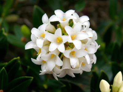 Blagay's Daphne
