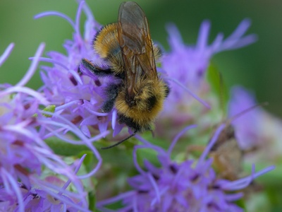Blazing star