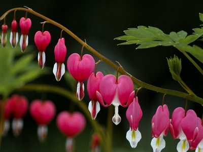Bleeding heart