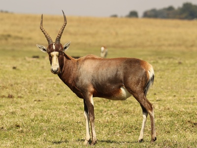 Blesbok