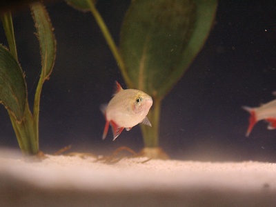 Bloodfin Tetra