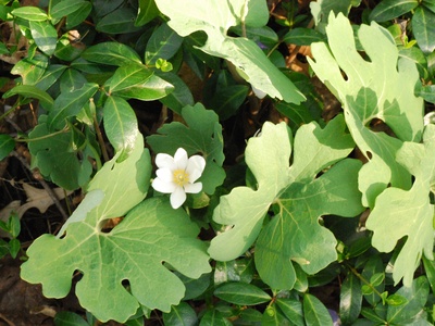 Bloodroot