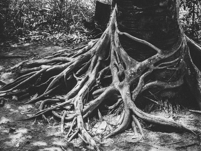 Bloodwood
