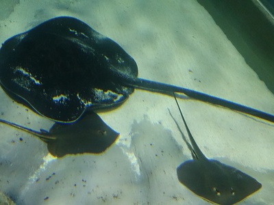Blotched Fantail Ray