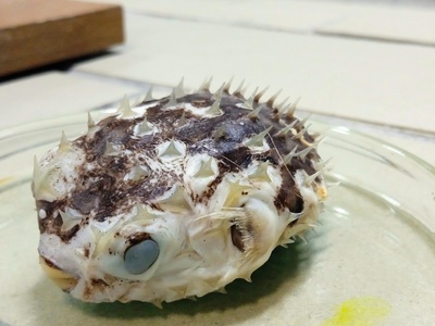 Blowfish
