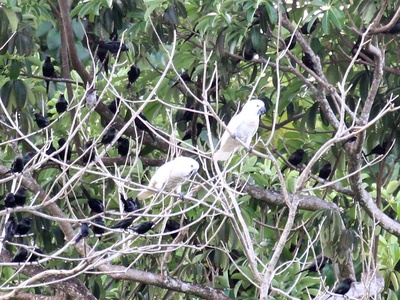 Blue-eyed Cockatoo