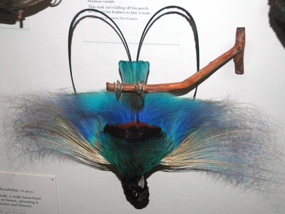 Blue Bird-of-paradise