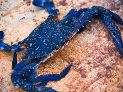 Blue crab