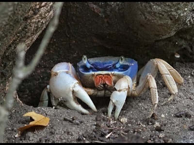 Blue crab