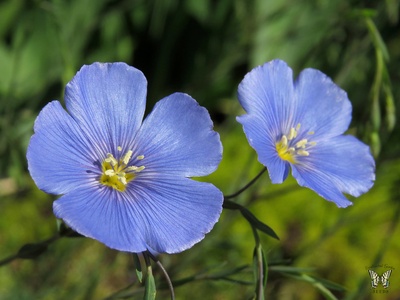 Blue flax