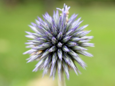 Blue Globe Thistle