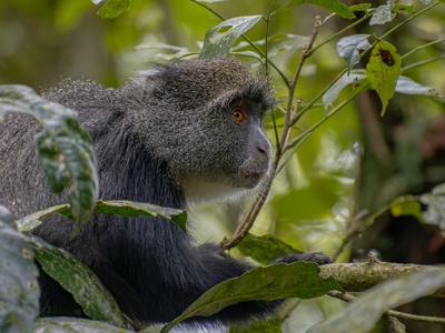 Blue Monkey