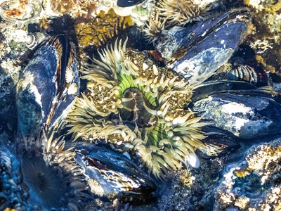 Blue mussel