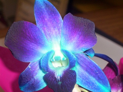 Blue Orchid