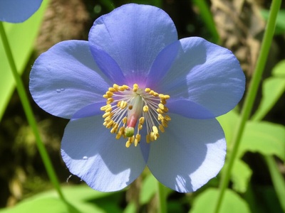 Blue Poppy-wort