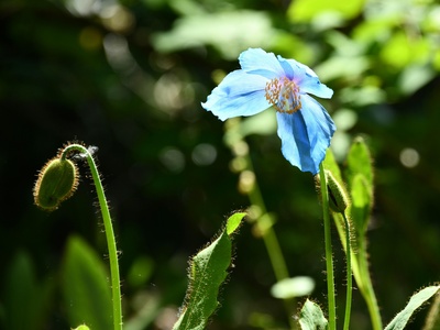 Blue poppy