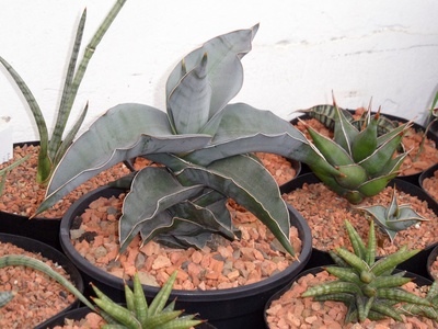 Blue Sansevieria