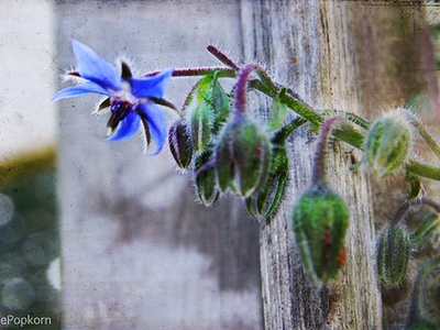 Blue star