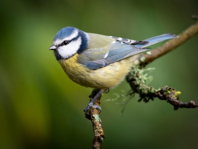 Blue tit