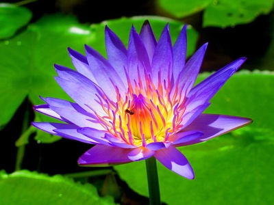 Blue Water Lily